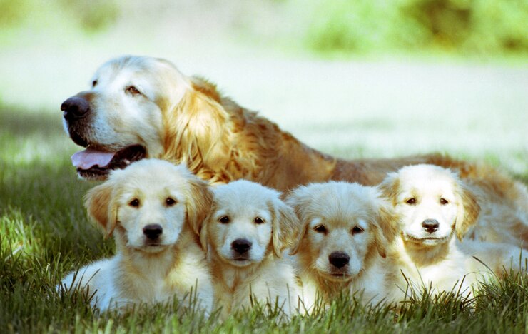 Heritage puppies
