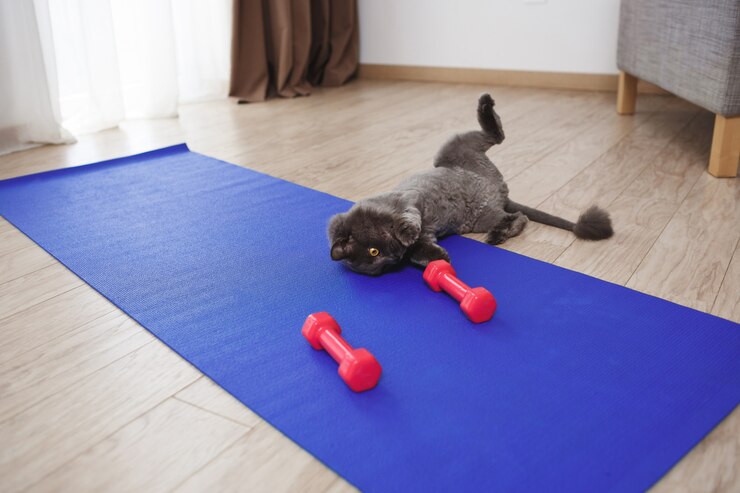 Fitness is necessary for cat health