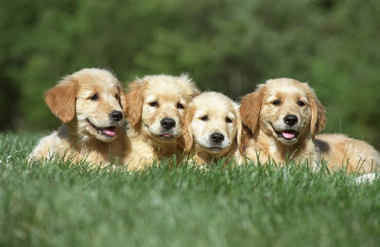 Heritage puppies