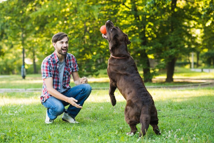 Dog training