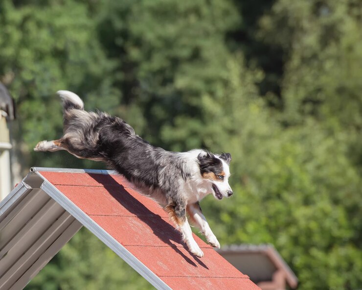 agility training for dogs