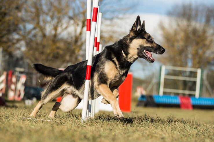 agility training for dogs
