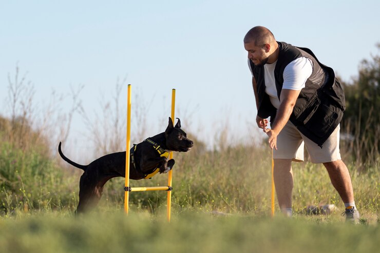 Agility training for dogs