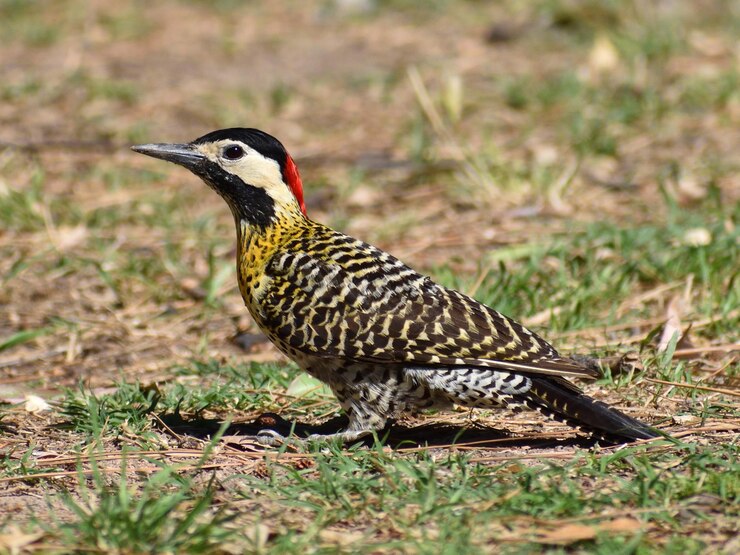 Flame Bowerbird (Sericulus aureus)