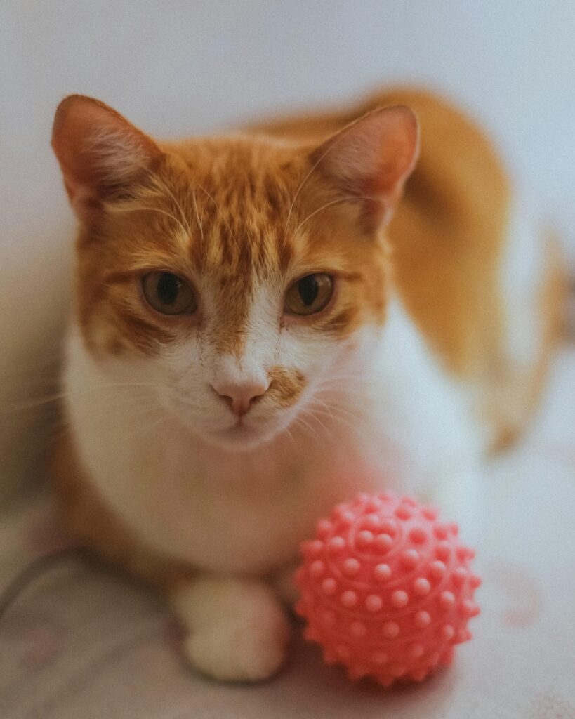 Javanese Cat Breeder
