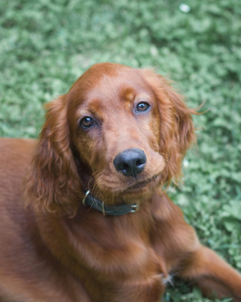 Irish Setter
