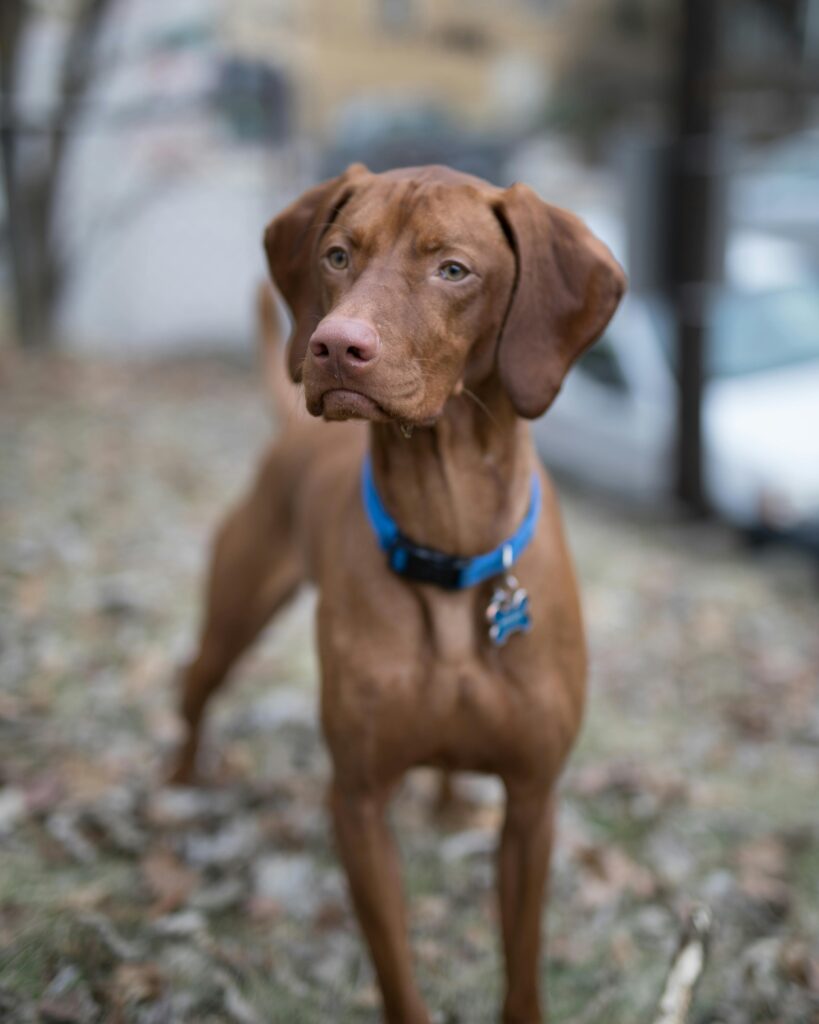 Vizsla
