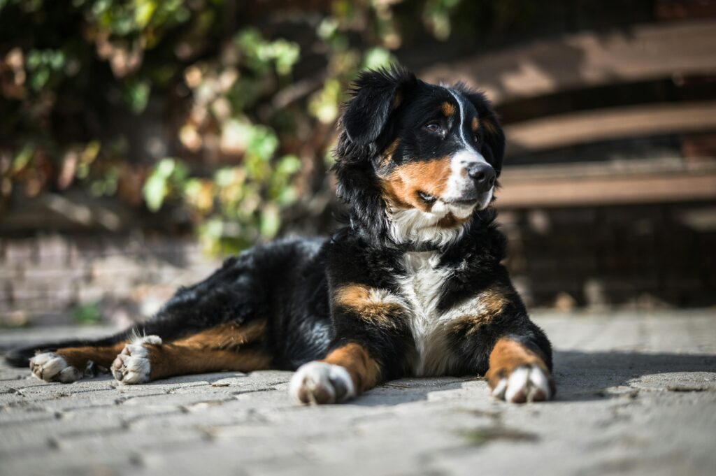 Bernese Mountain Dog
