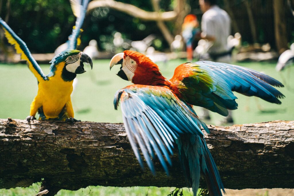 Scarlet Macaw (Ara macao)