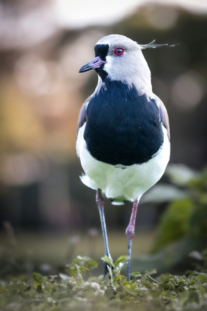 bird calls and songs
