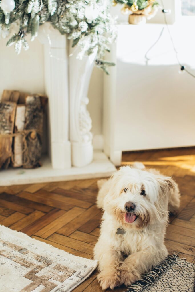 Soft-coated Wheaten Terrier