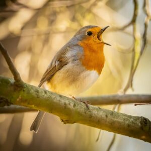 bird calls and songs