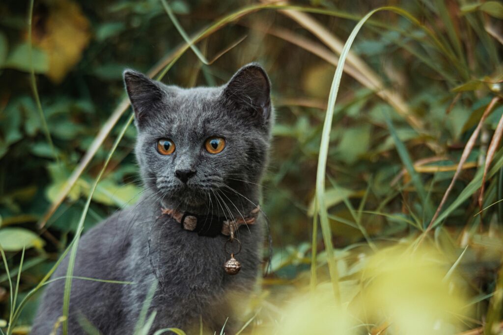 Russian Blue
