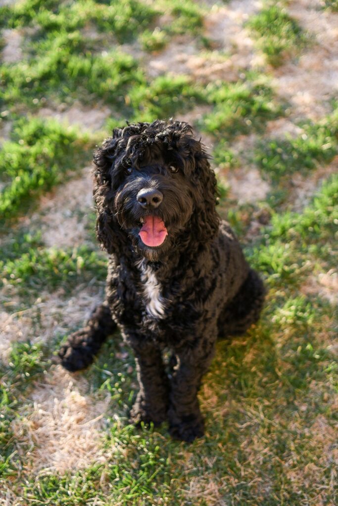 Portuguese Water Dog
