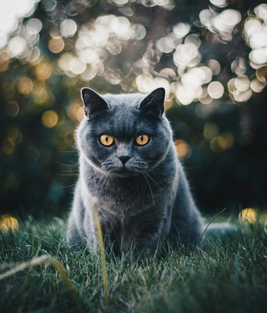 British Shorthair
