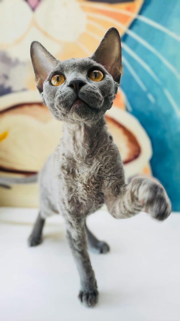 Devon Rex
