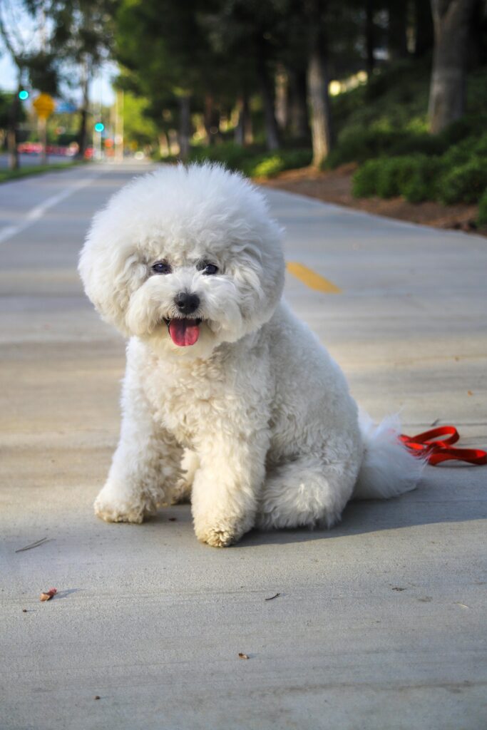 Bichon Frise