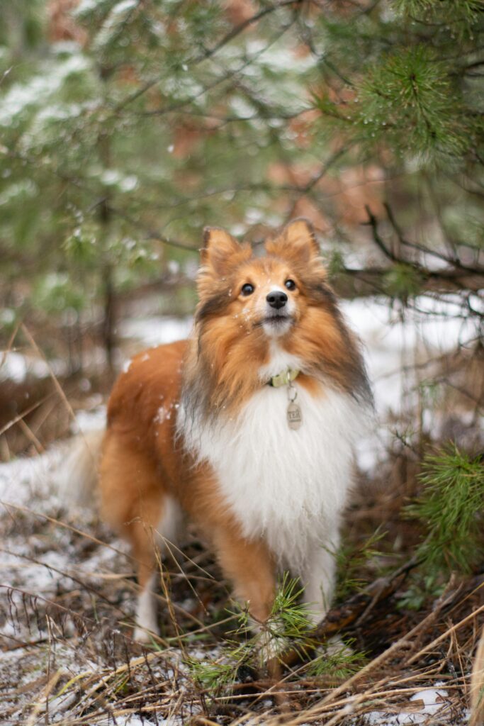 Shetland Sheepdog
