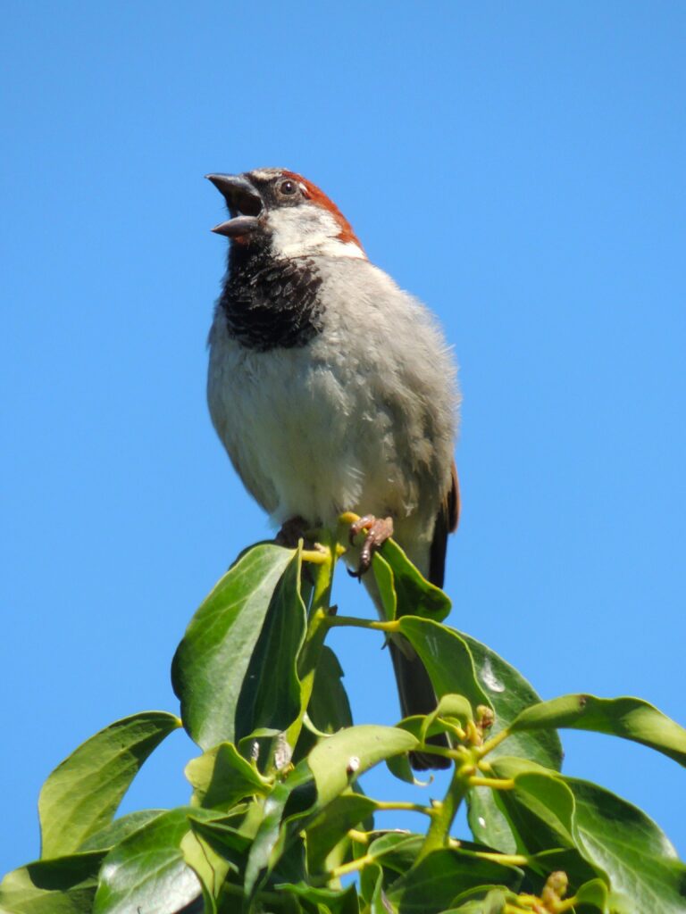 bird calls and songs