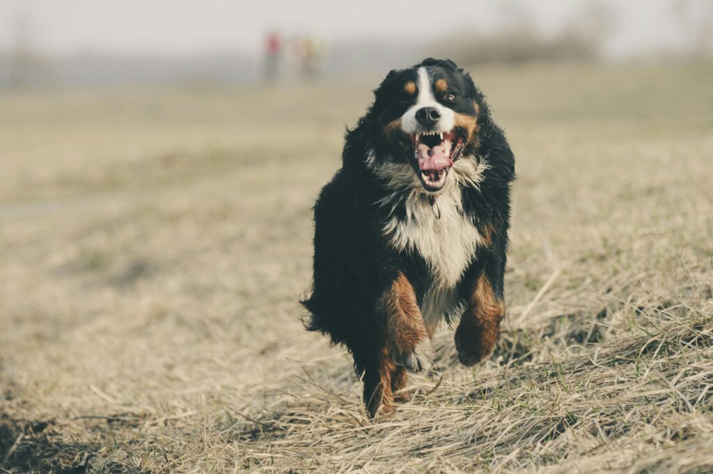 Bernese mountain dog