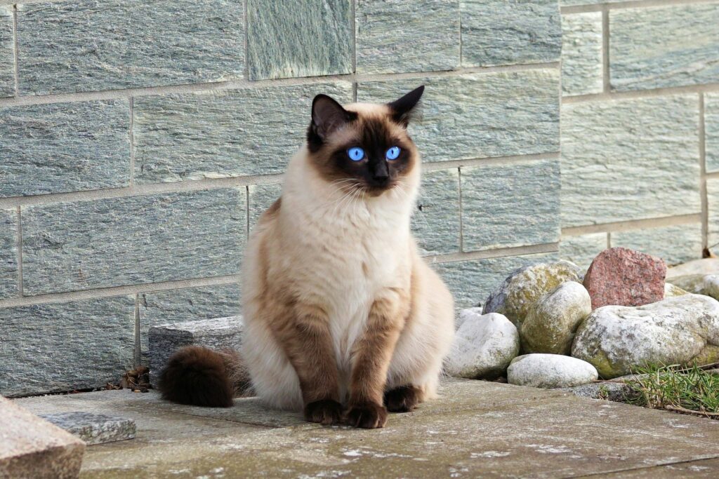 Siamese
