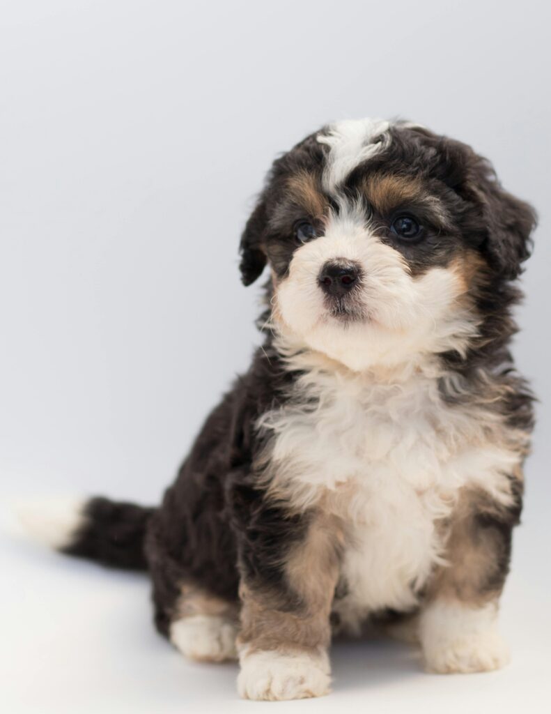 Bernese Mountain Dog