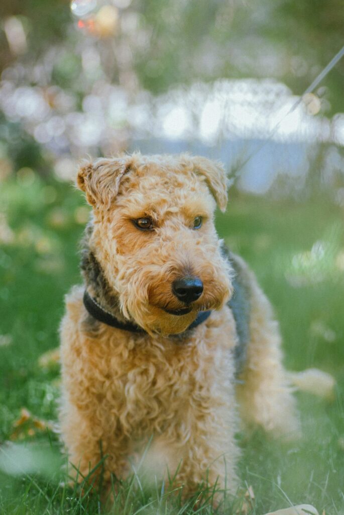 Airedale Terrier
