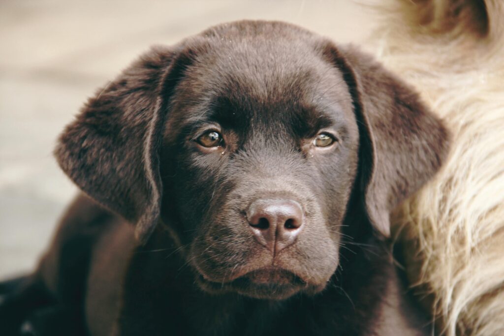 Labrador Retriever
