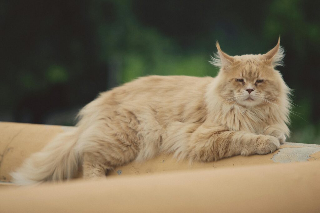 Maine Coon
