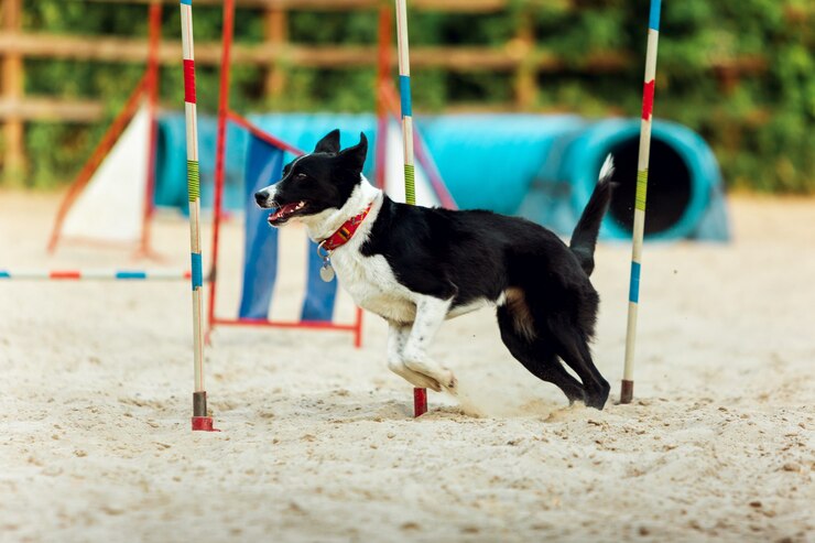 Agility training for dogs